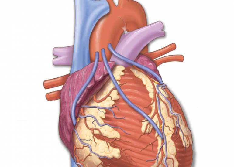 After bypass when, can a person return to work?