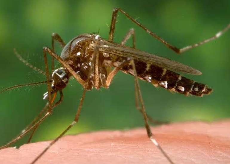 पीला बुखार क्या है? कारण, लक्षण और इलाज 