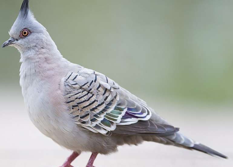 Is Bird Poop toxic to Humans?