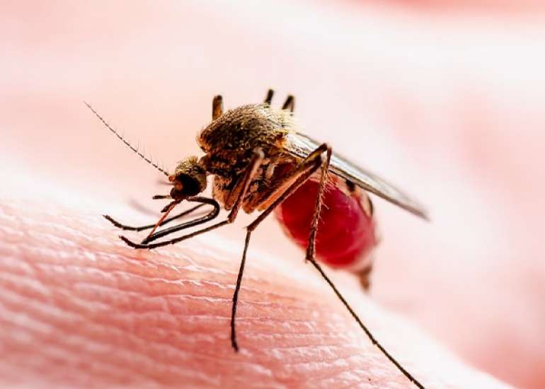 Differentiating MIS-C from Dengue and Other Tropical Infections: A Challenging Conundrum