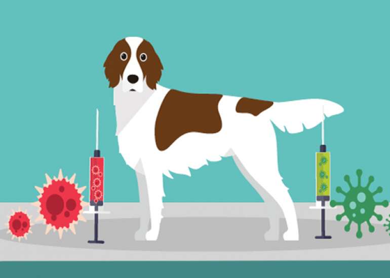 Do we give vaccination in animals other than rabies and if yes, what are these....?