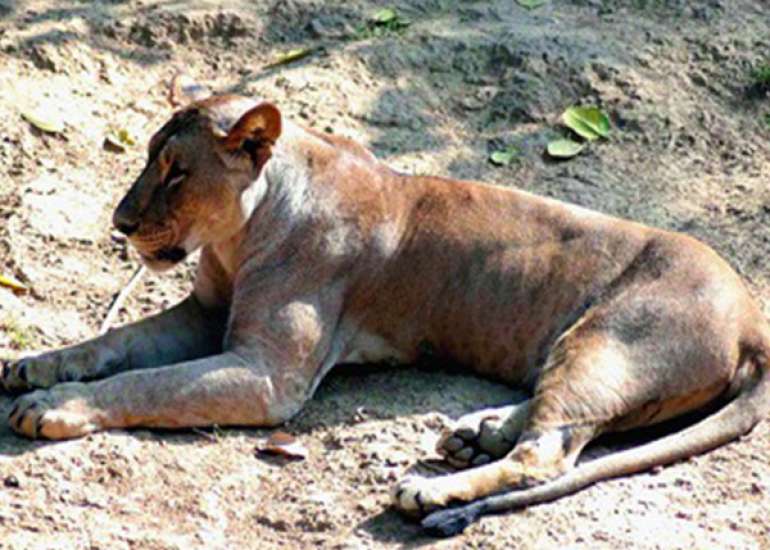 Do wild animals get heart attacks?