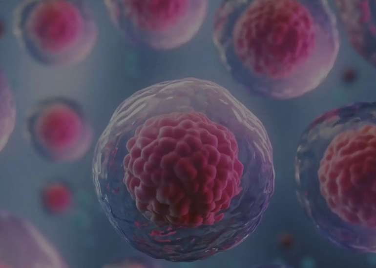 Elective Single Embryo Transfer in IVF Does Not Affect Cumulative Pregnancy and Lowers Multiple Pregnancy Risk