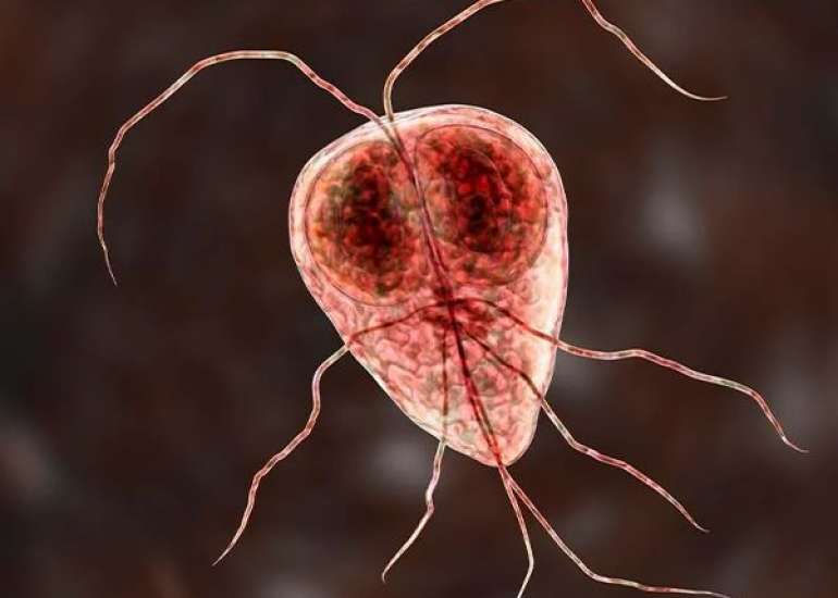 जिआर्डियासिस क्या है? कारण, लक्षण और इलाज | Giardiasis in Hindi