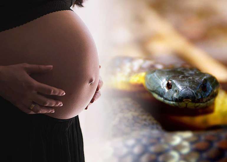 High-Dose of Tranexamic acid for Managing Excessive Postpartum Hemorrhage after a Poisonous Snake bite in the Third Trimester of Pregnancy