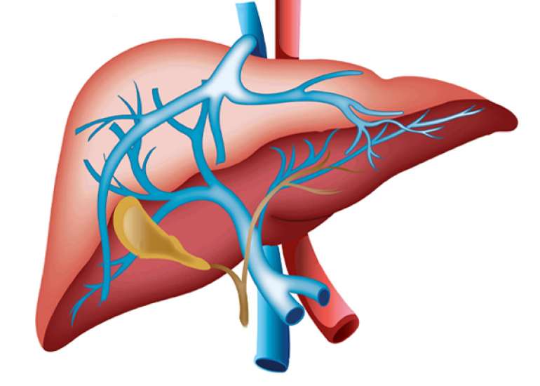 How common is liver cancer?