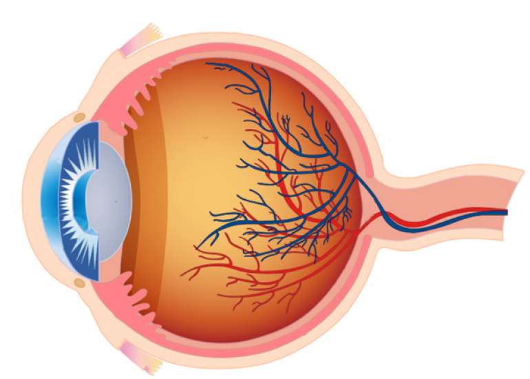 How often should we get our retinas checked in retinopathy?