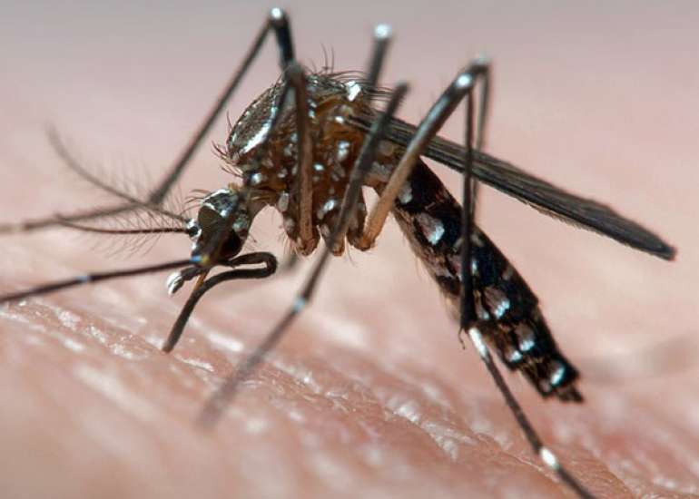 How do we take care of the dengue menace or mosquito menace?