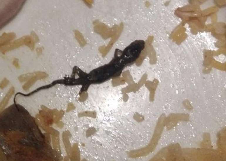 If a lizard accidentally gets cooked in food at a party, what should you do?