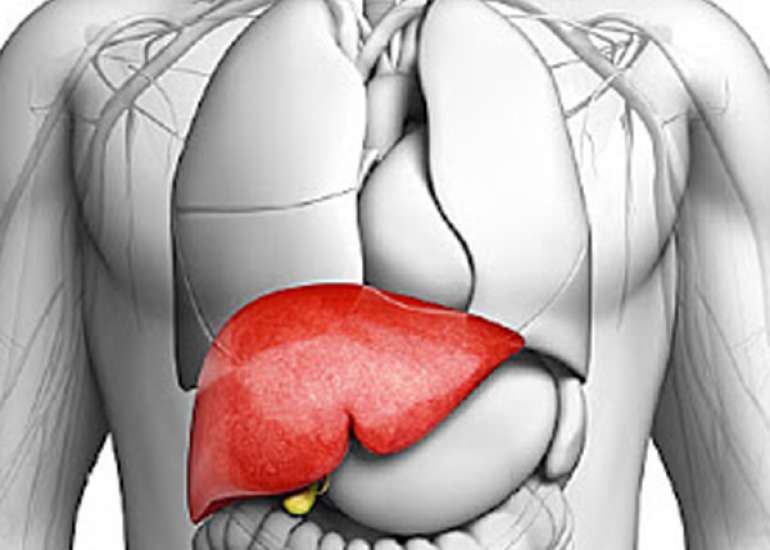 Infectious Disease of the Liver in the Geriatric Patients