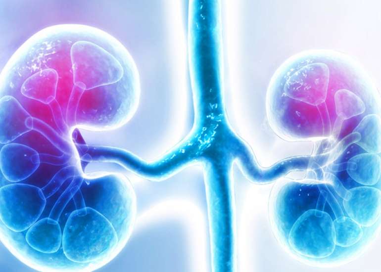 Kidney Transplant: All You Need To Know