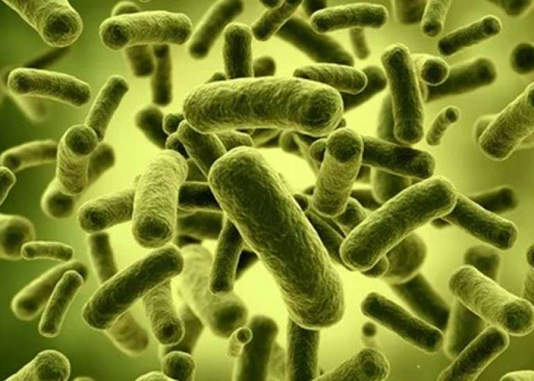 Lactobacillus acidophilus for Acute Gastroenteritis management in Children