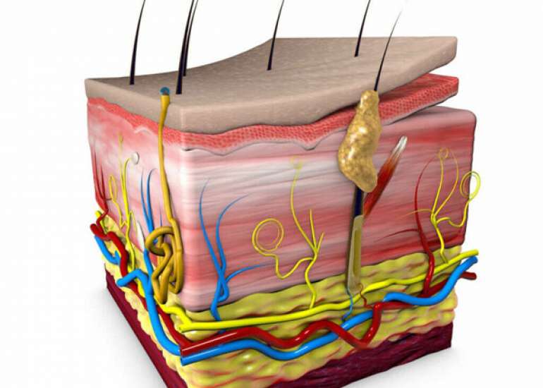 Link between Microbiome Composition and Skin Immunology in Diaper Dermatitis