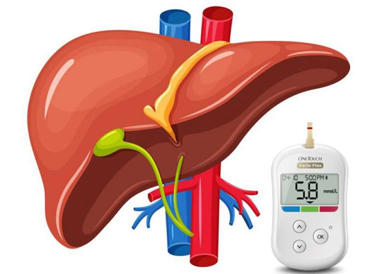 Liver and Diabetes: A Vicious Cycle