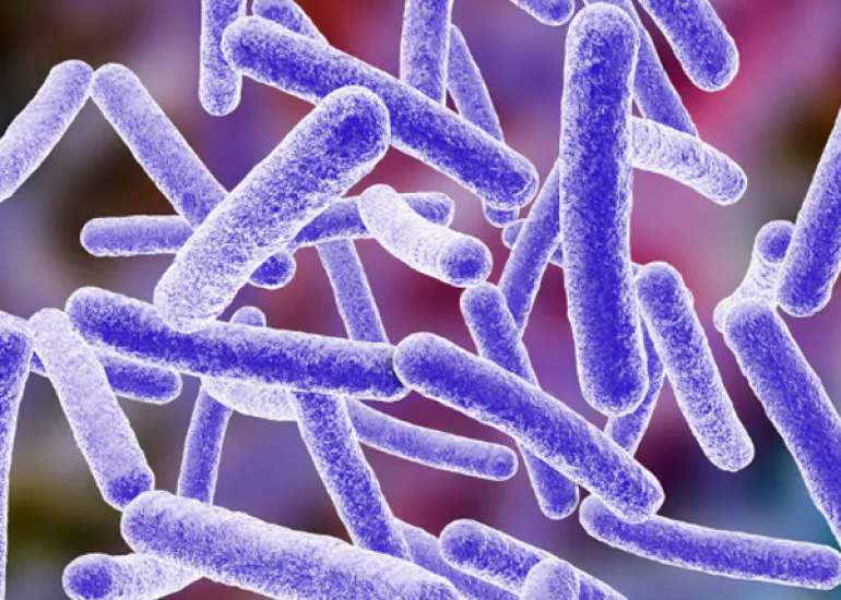 Mendelian Susceptibility to Mycobacterial Disease 