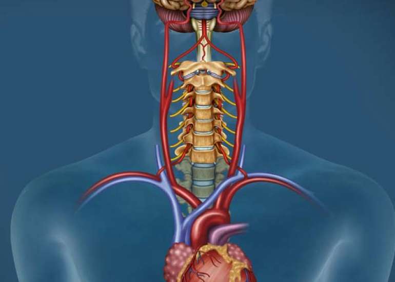 Modulation Of Cardiac Autonomic Tone In Healthy Neonates