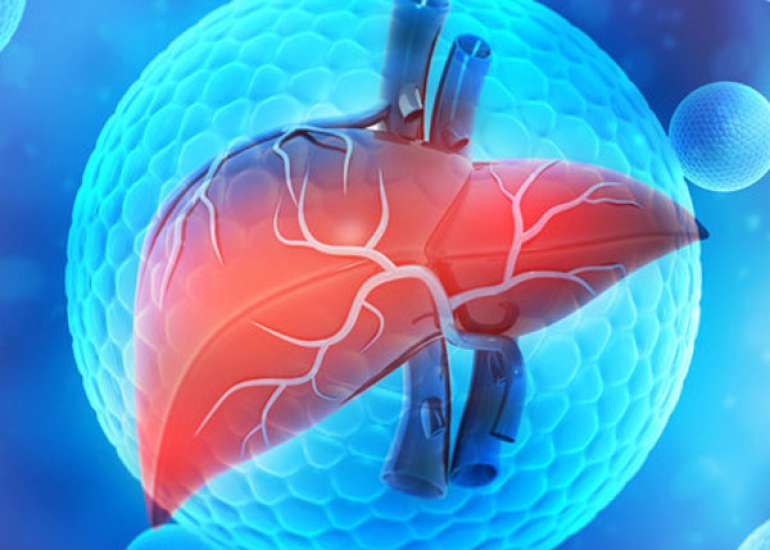 Pathogenesis of Hepatitis
