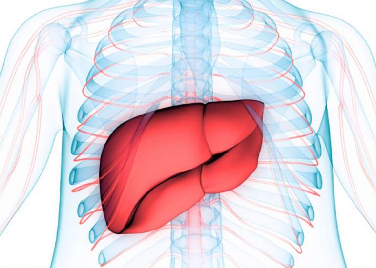 Pharmacological Therapy in NAFLD/NASH