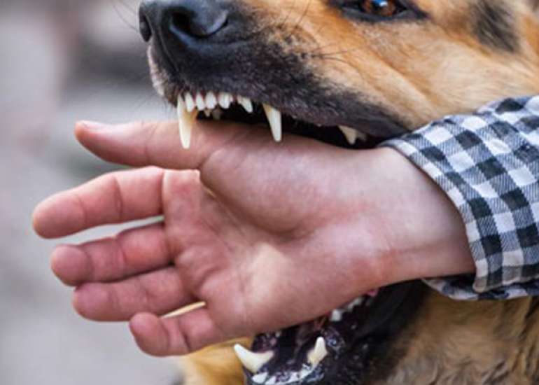 Rabies Disease Control Strategy?