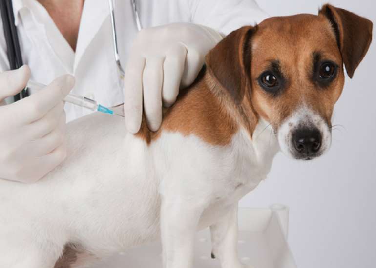 Rabies post exposure prophylaxis vaccine schedule?