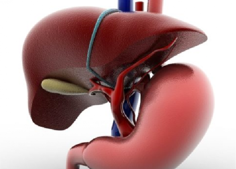 Role of de novo Lipogenesis and Hepatic Stellate Cells in Liver Diseases