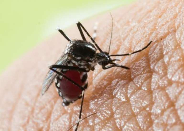 Should every patient of dengue be admitted?