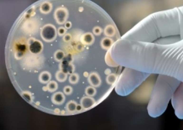 What are important bacterial zoonotic in India?