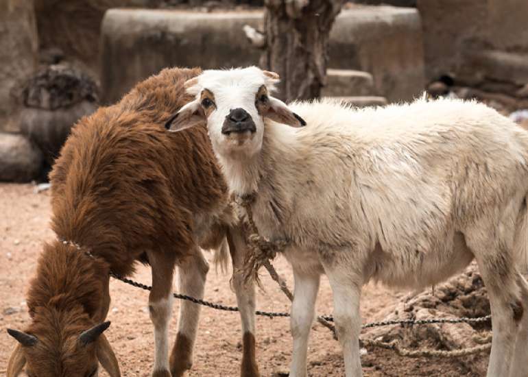 What does Bali (sacrificing of life) Mean?