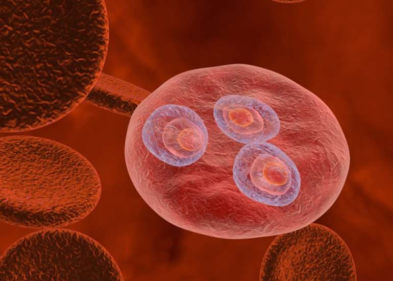What is a thick smear for detection of malaria?