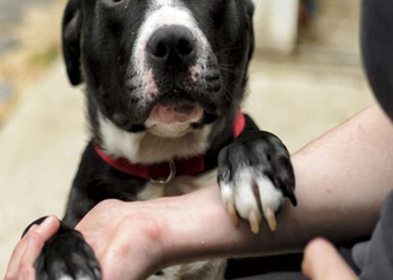 What is definition of pet and stray animal?