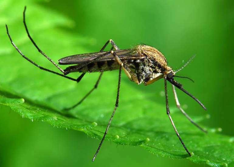 What is mosquito sutra?