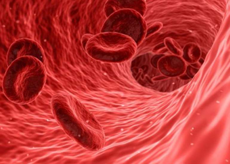 What is the normal blood circulation?