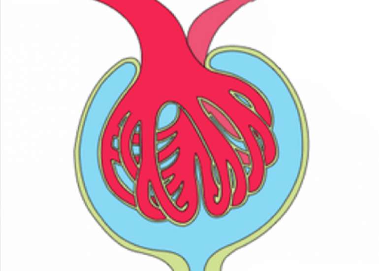 Which patients should not be given ACE inhibitors?