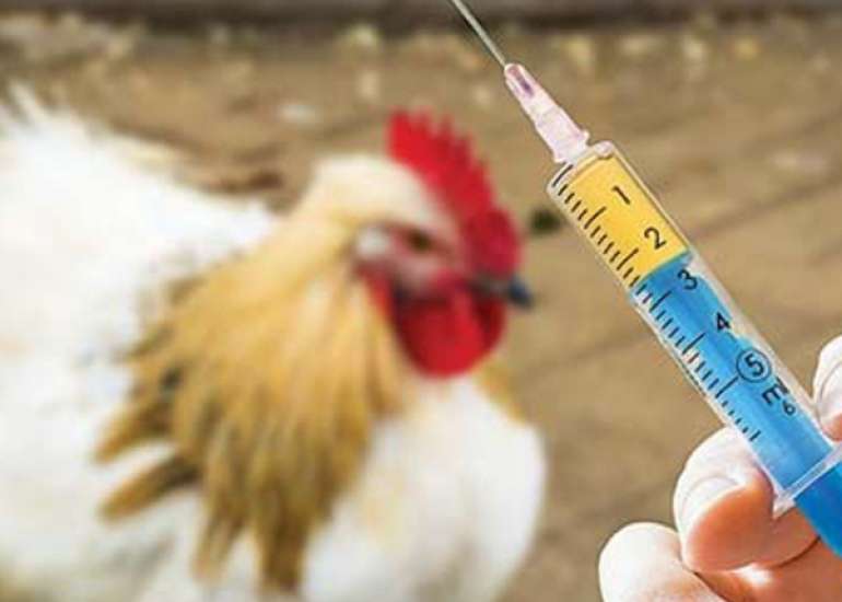 Why is colistin used in the animal industry?