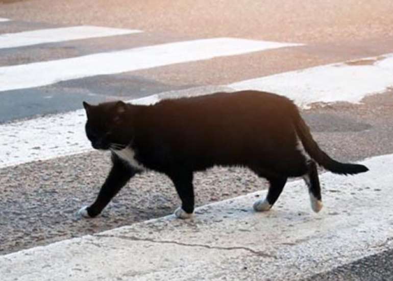 Why people say that Bili Ka Rasta katna is a bad omen?