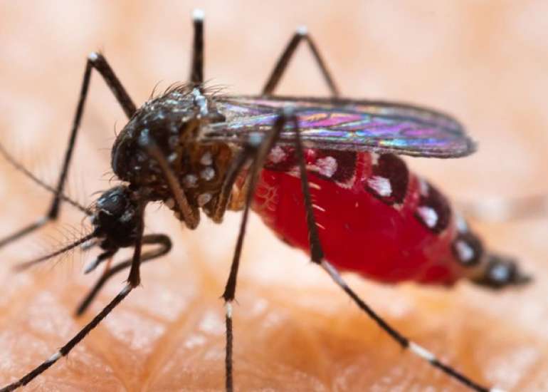 Zika Virus Infection: All You Must Know