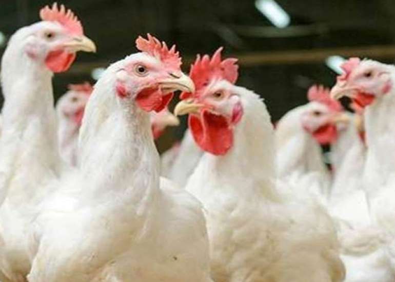 बर्ड फ्लू क्या है? कारण, लक्षण और इलाज | Bird Flu in Hindi