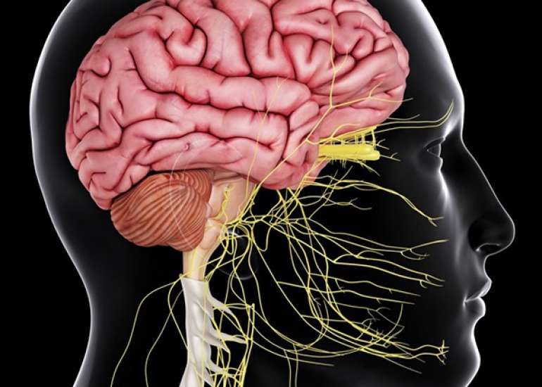 मस्तिष्क और तंत्रिका तंत्र व अन्य रोग || Brain and Nervous System in Hindi 
