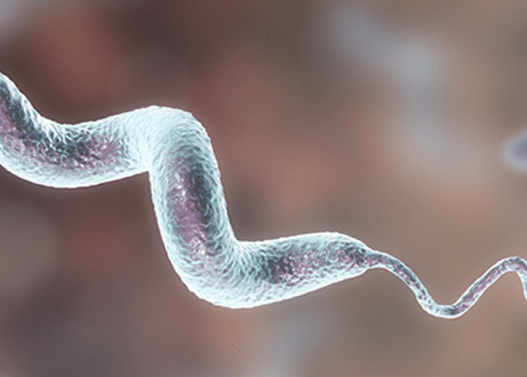 Campylobacter in the Food Chain: Contamination Sources, Prevention Strategies, and Risk Assessment