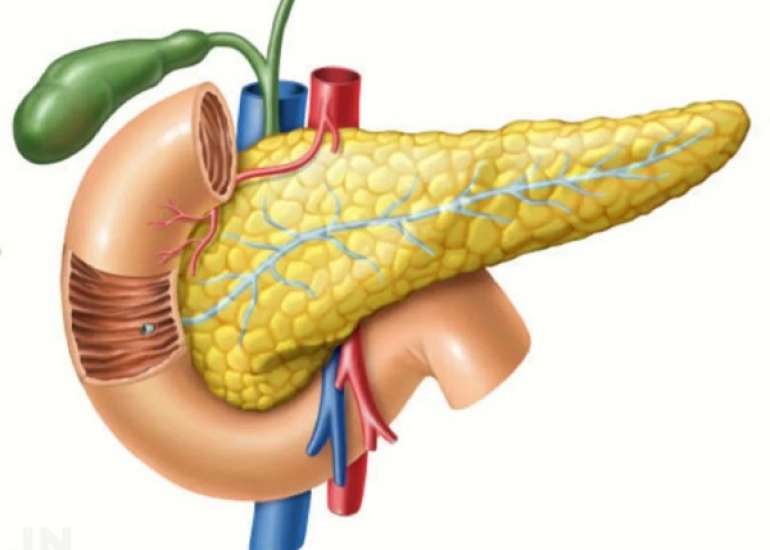 अग्नाशय में सूजन यानि अग्नाशयशोथ कितनी गंभीर? लक्षण, कारण और इलाज  | Pancreatic Diseases in Hindi