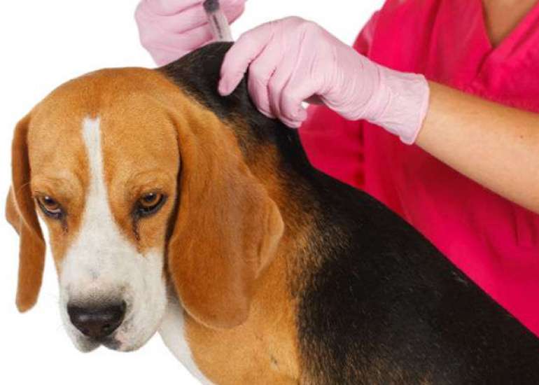 Can diseases that are exclusive to animals cause diseases in human as well?