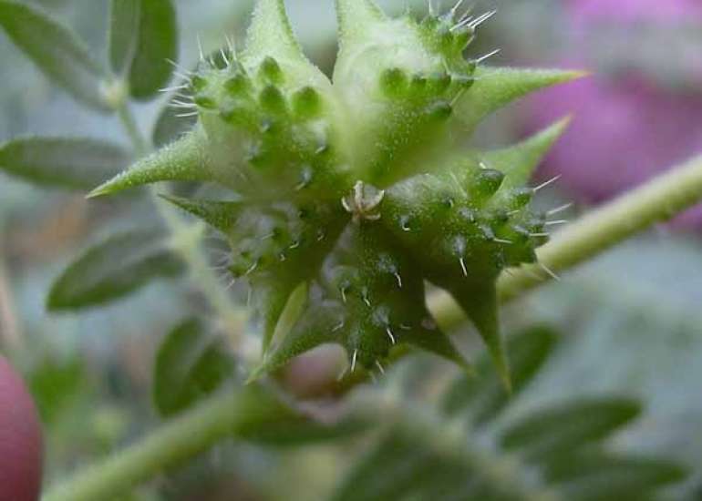 गोखरू के फायदे और नुकसान | Gokhru ke Fayde in Hindi 