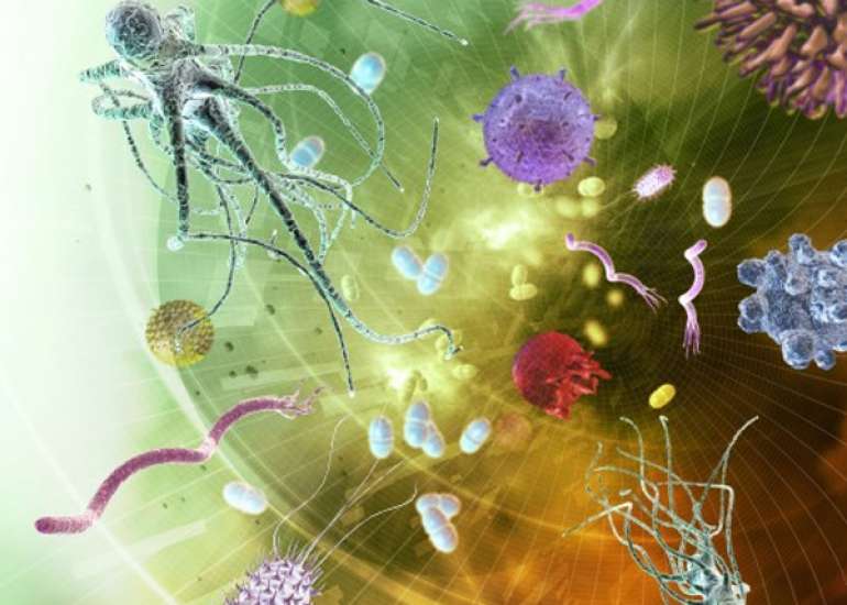 What are the common Gram-positive organisms showing AMR?