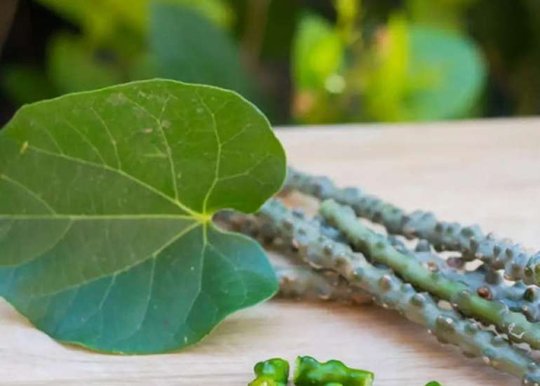 गिलोय के औषधीय गुण, फायदे और नुकसान | Giloy Ayurvedic in Hindi