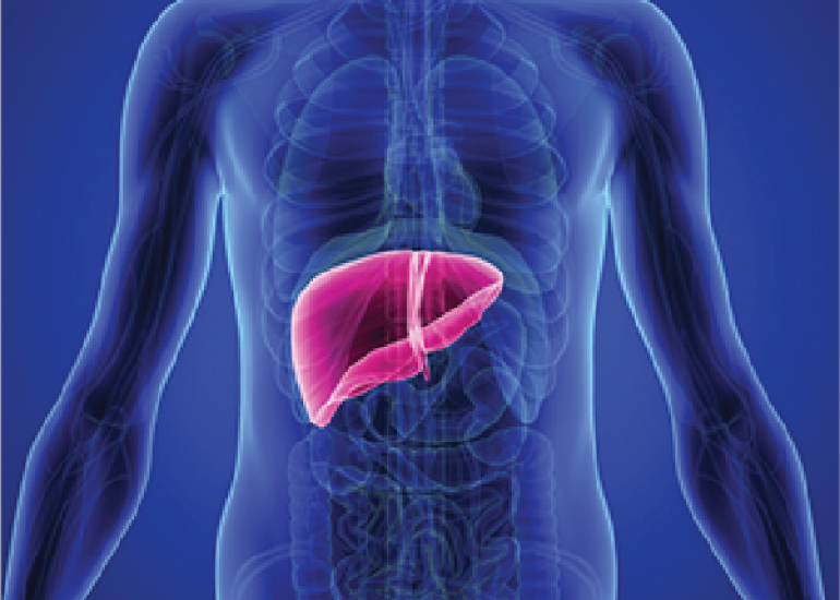 Liver Health in Menarche and The Effect of Hormones