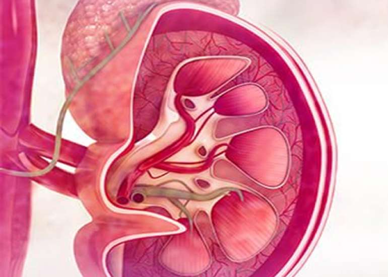 What is the normal life of a patient who has undergone transplant?