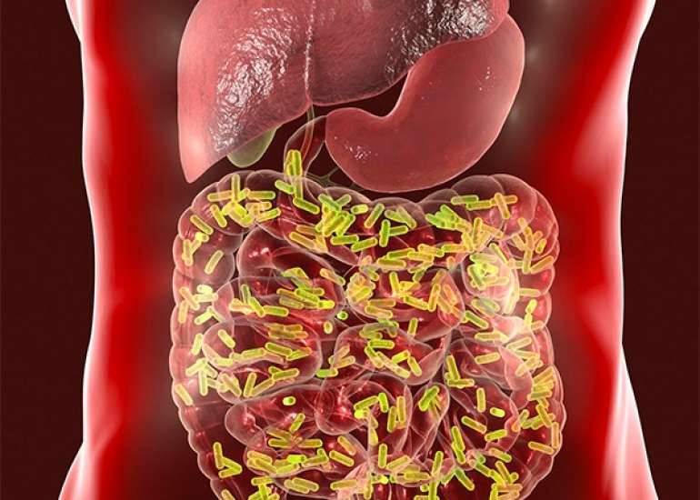 All You Need To Know About The Immune System