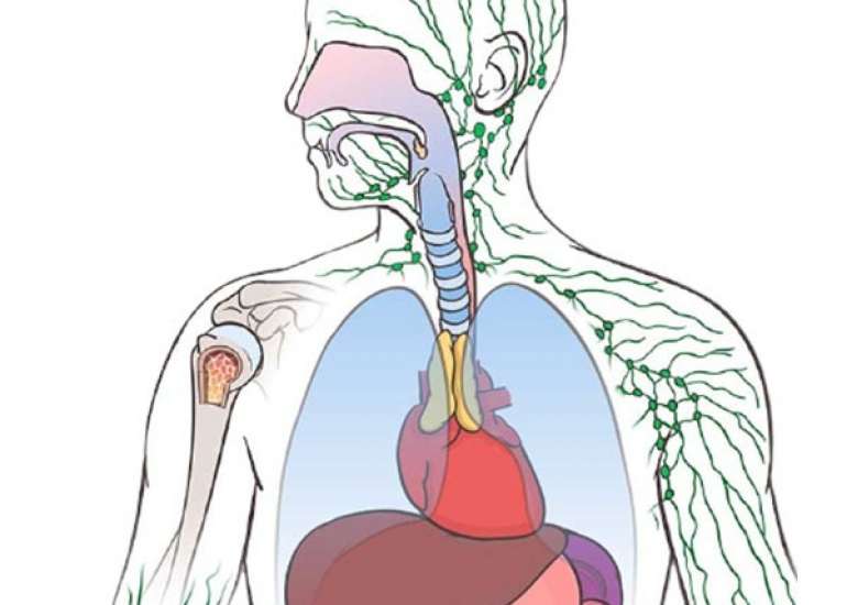 इम्यून सिस्टम क्या है | Immune System in Hindi