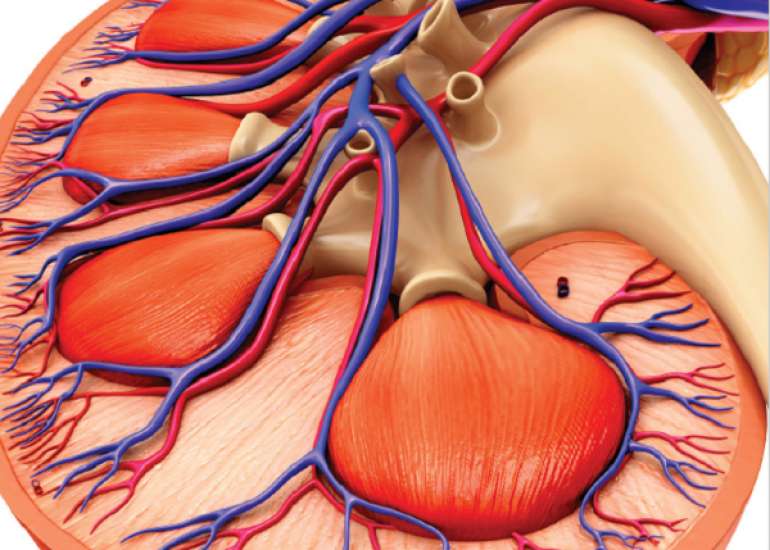 How is acute kidney injury and chronic kidney disease different?