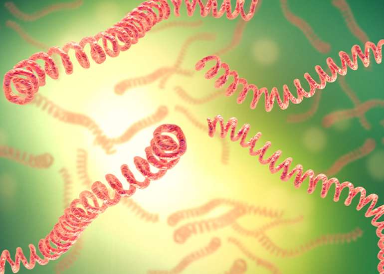 Leptospirosis: Bacterial Infection In Humans